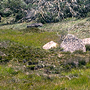 Boggy site in subalpine herbfield, Mount Buffalo, VIC