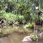 Forest fringing stream in wet season, Angularli Creek, Murganella area, NT