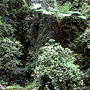 Dense subtropical rainforest, Canungra Creek, Lamington, QLD