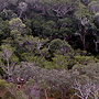 Stunted rainforest on low ridges, Cape York Peninsula, QLD