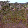Treed heathland verging on swamp, Tozer Gap, Iron Range, QLD