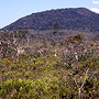 Rainforest covered hills, dense shrubland in foreground, Tozer Range, QLD