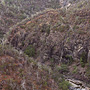 Forested ridges and slopes above rocky gorge, Hazelwood Gorge, south of Eungella, QLD