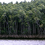 Dense tropical mangroves, Daintree River, QLD