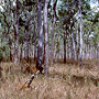 Grassy woodland, dry season, Cape York Peninsula, QLD
