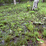 Melaleuca viridiflora wetland, wet season, Cape York Peninsula, QLD