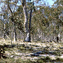 Montane grassy woodland, Kanangra-Boyd, NSW