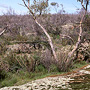 Burnt shrubby forest on rocky outcrop, Mount Bunganbil, NSW