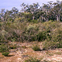 Sandstone rock plates in dense coastal forest, Nowra, NSW
