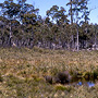 Wer grassy shrubland around pool in montane forest, Kanangra-Boyd, NSW