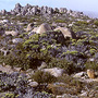 Subalpine shrubland developed on dolerite, Mount Wellington, TAS