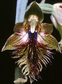 Calochilus campestris, Manyana, NSW