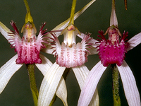 Variation of Arachnorchis gardneri
