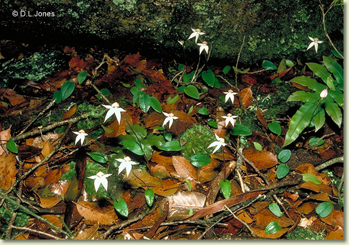 Checklist des orchidées terrestres d'Australie P008002
