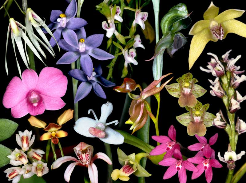 Размножение, посадка и пересадка орхидей Orchid_collage-800