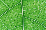 Gossypol glands in cotton leaf
