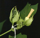 G. hirsutum x G. australe hybrid
