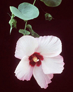 Gossypium rotundifolium