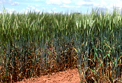 Scalded barley at Wagga Wagga