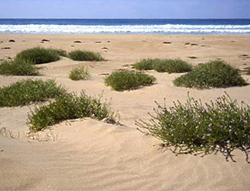 Cakile maritima growing on beach shores