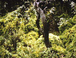 Native bush infested by Bridal Creeper