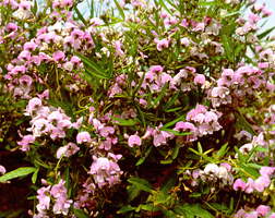 Glycine clandestina