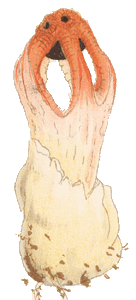 Colus hirudinosus, Cooke illustration