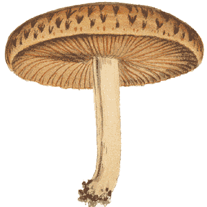 Hypholoma adustum : Cooke illustration