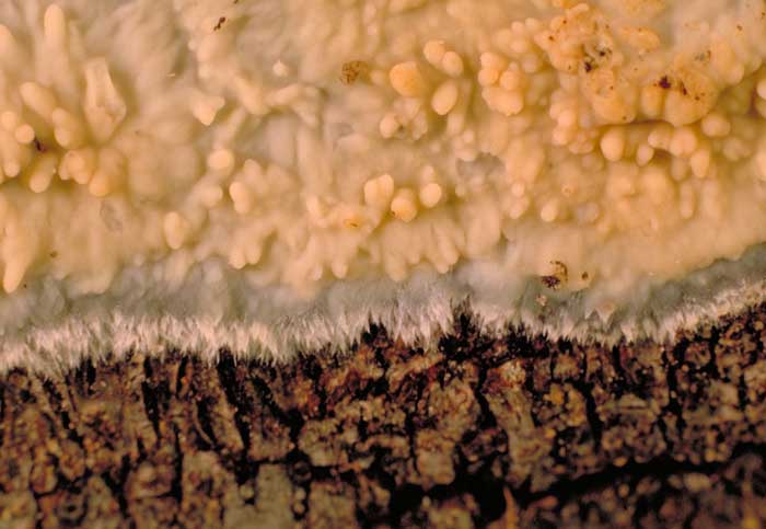 photo: Ceraceomyces sp. 