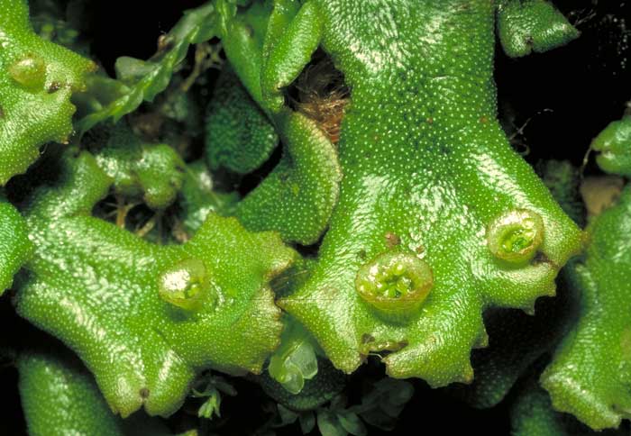 photo: Marchantia sp. a liverwort, showing gemma cups