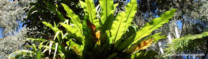 Asplenium australasicum