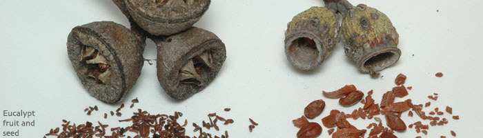 eucalypt seed