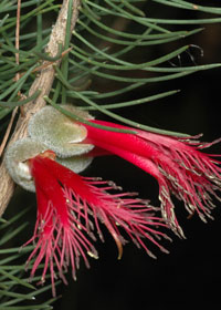 calothamnus rupestris