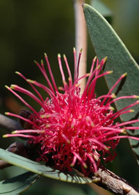 Photo click for more information