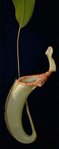 Photo Nepenthes