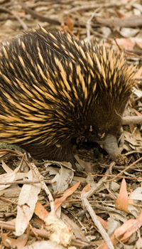 Photo echidna