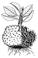 Myrmecodia beccarii illust