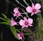 Dendrobium phalaenopsis photo