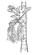 Platycerium superbum illust