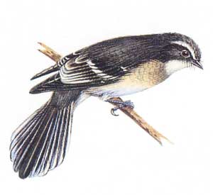 Grey Fantail Grey Fantail
