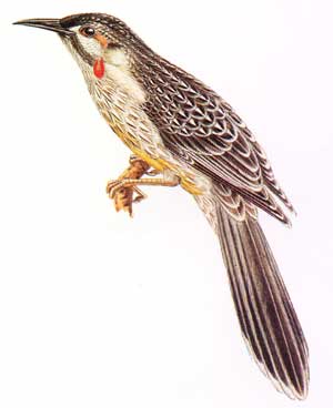 red wattlebird