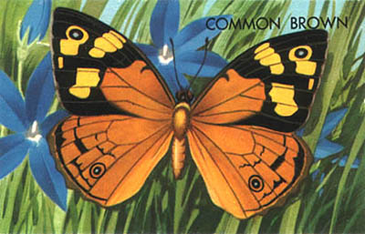 common brown butterfly illustration