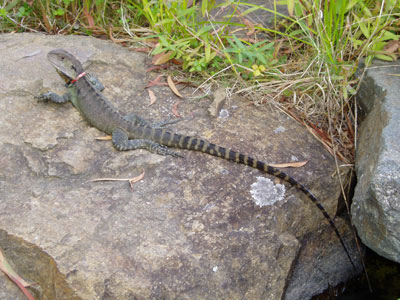 Sunning Water Dragon