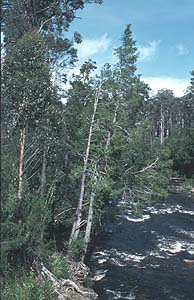 huon pine photo