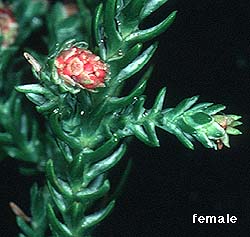 photo female cone