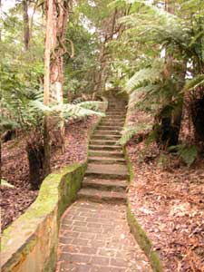 Rainforest Gully steps