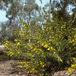 Acacia drummondii shrub