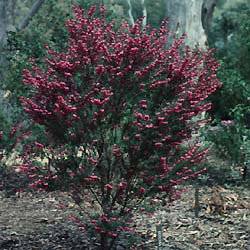boronia heterophylla