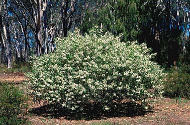 Philotheca Myoporoides