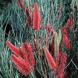 Hakea bucculenta photo